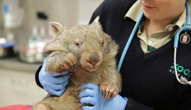 Wombat being handled by veterinarian in the clinic, held up by their arms.