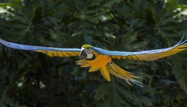 A blue-and-yellow Macaw is flying through the air with its wings spread wide. 