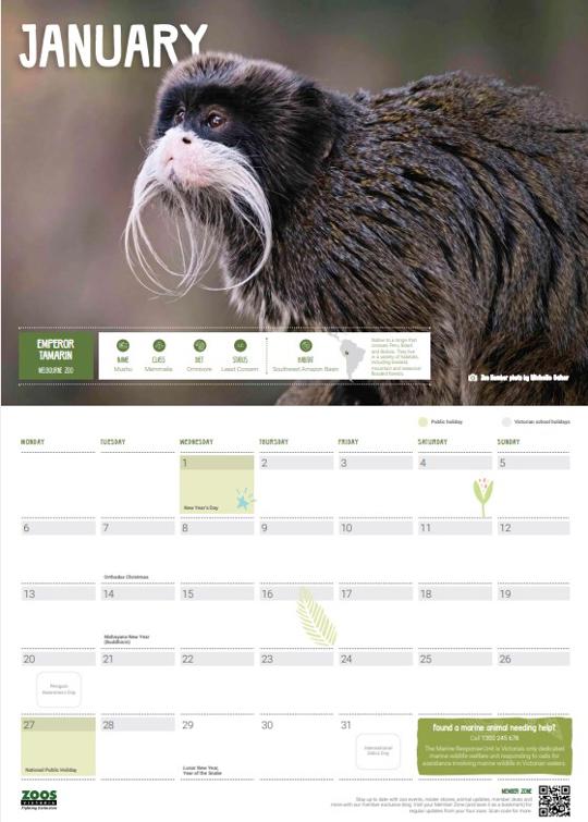 January calendar page, featuring the Emperor Tamarin.