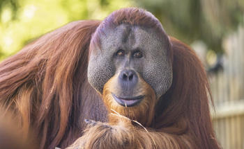 Orangutan smiling