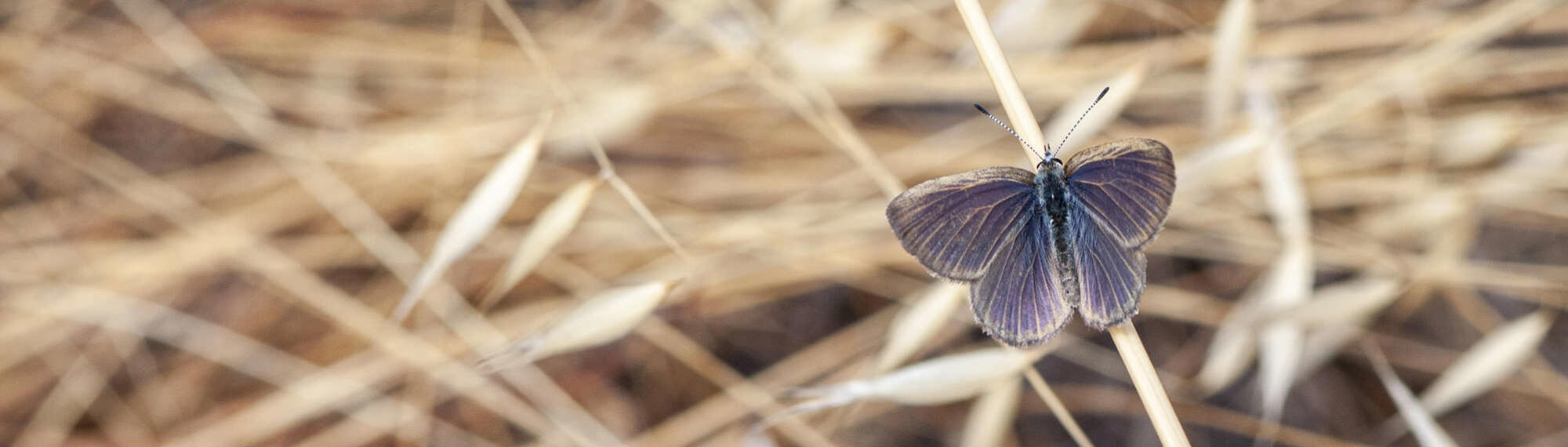 Golden-Rayed Blue Butterfly perched on a brown blade of grass.