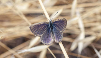 Golden-Rayed Blue Butterfly perched on a brown blade of grass.