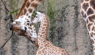 Two Giraffes, the younger calf (Tambi) nuzzling an adult on the neck, both pointed left.