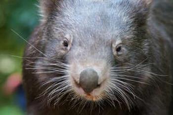 Close up of a wombat