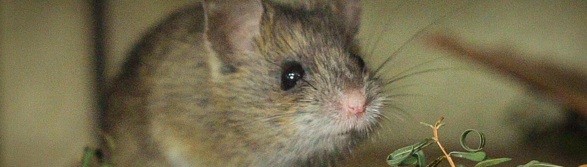 Pookila mouse staring at the camera with leaves at its feet