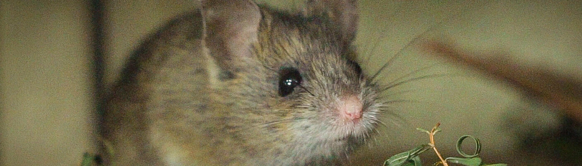 Pookila mouse staring right at the camera with leaves at their feet.