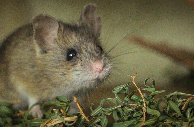 Pookila mouse staring right at the camera with leaves at their feet.