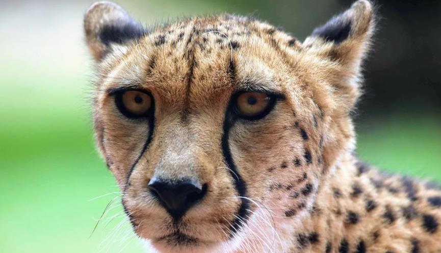 A yellow and black cheetah with large yellow eyes looking directly at the camera.