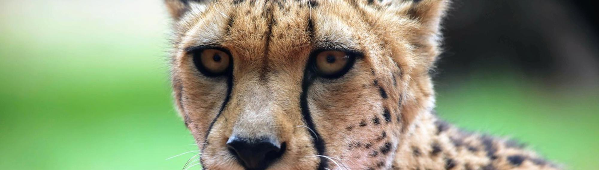 A yellow and black cheetah with large yellow eyes looking directly at the camera.