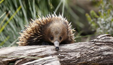 Short-beaked Echidna sitting on a log and facing the camera.