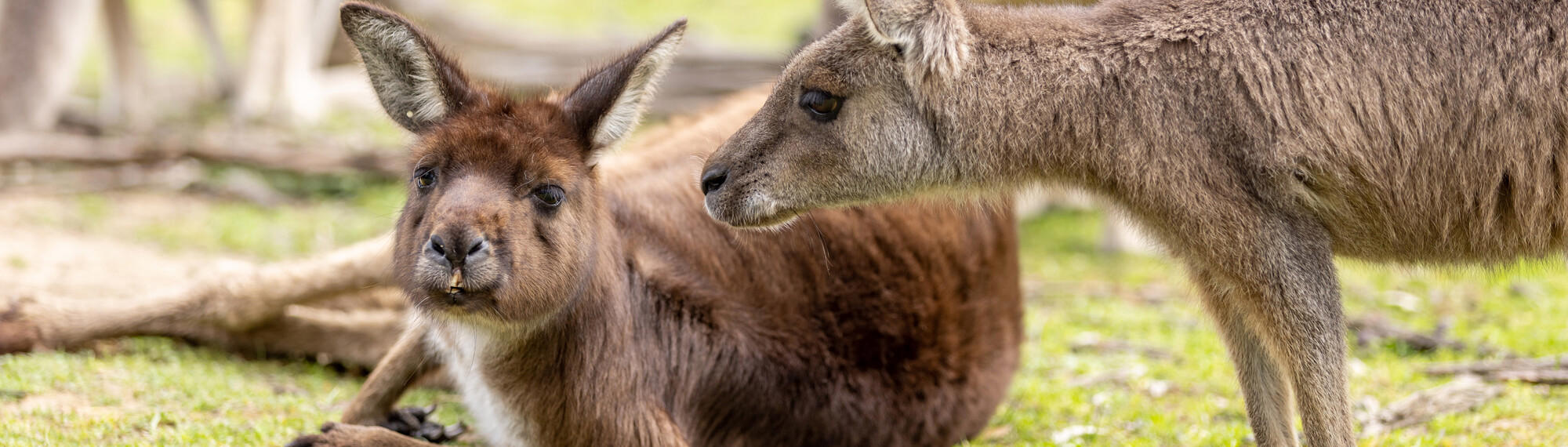 Two Kangaroos, with one lying down and facing the camera, another crouched down and facing left of frame.