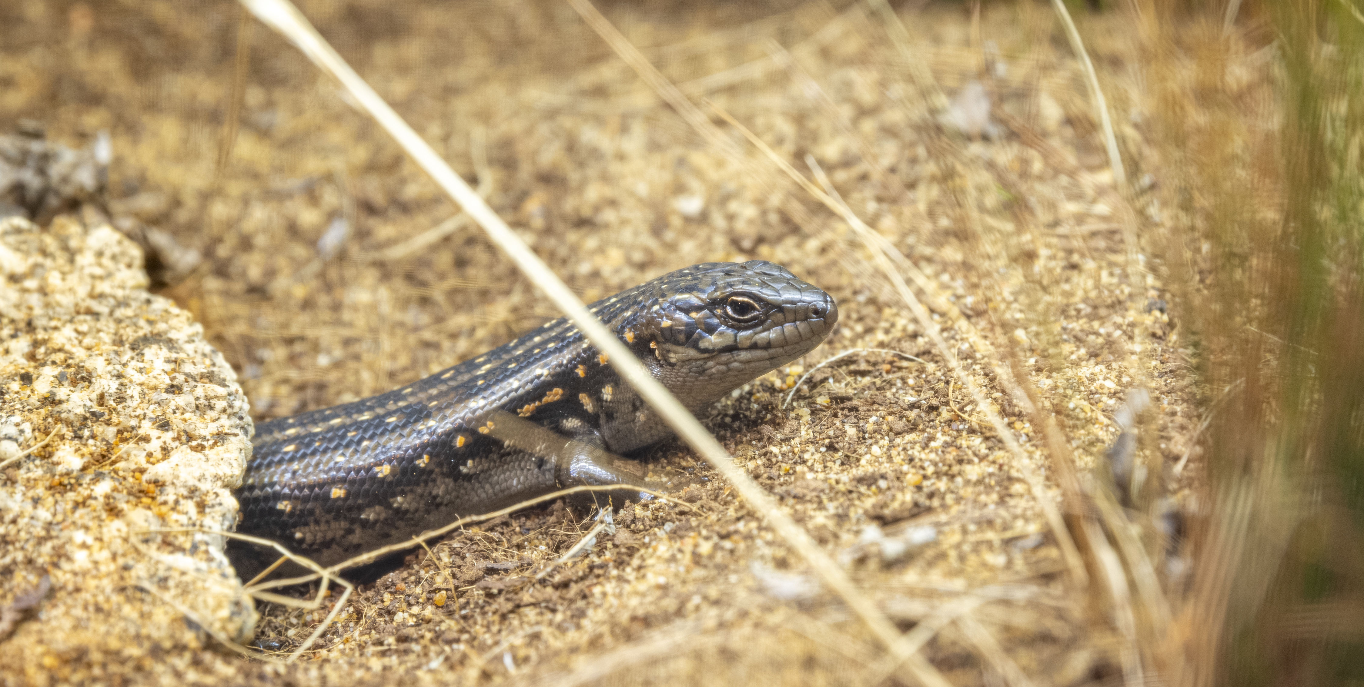 Close-up of Guthega Skink, sitting outside a borrow on yellow stones, facing right.