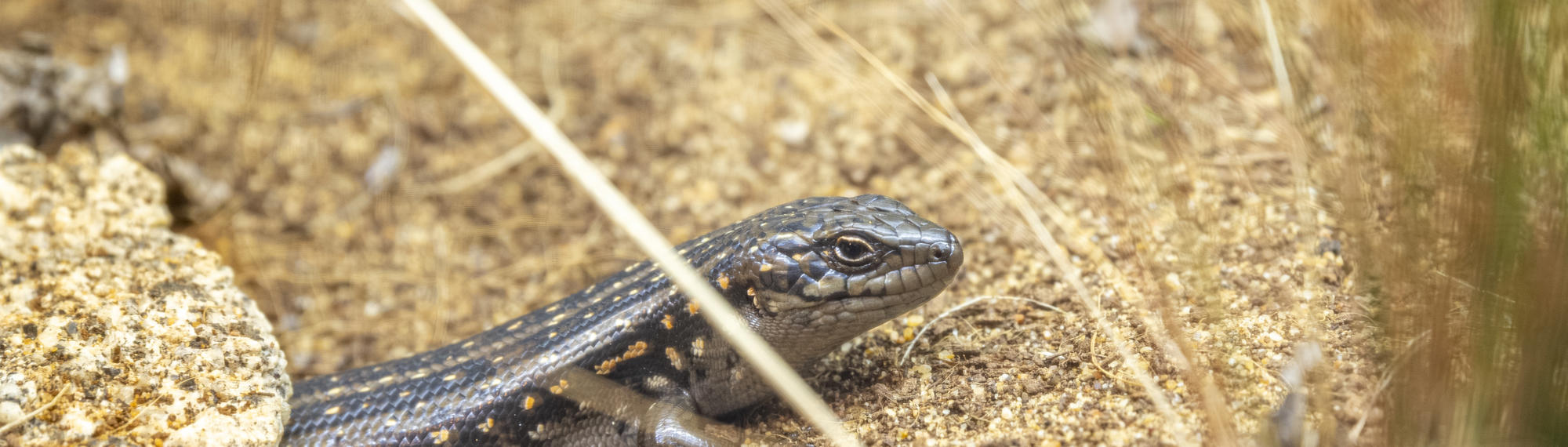 Close-up of Guthega Skink, sitting outside a borrow on yellow stones, facing right.