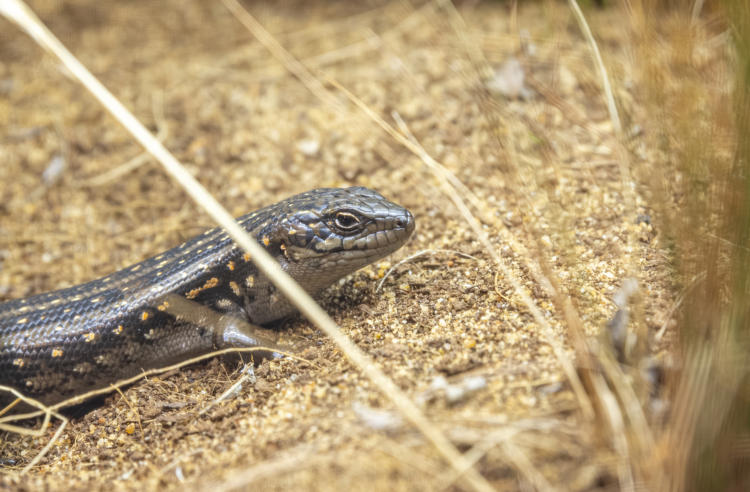 Close-up of Guthega Skink, sitting outside a borrow on yellow stones, facing right.