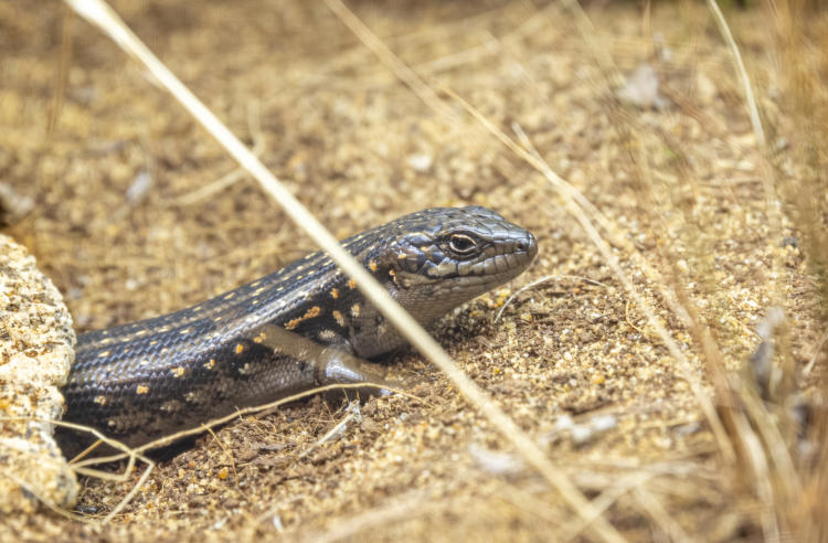 A Guthega Skink, sitting outside a borrow on yellow stones, seen from the right.
