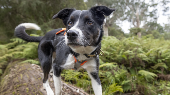 One Detection Dog