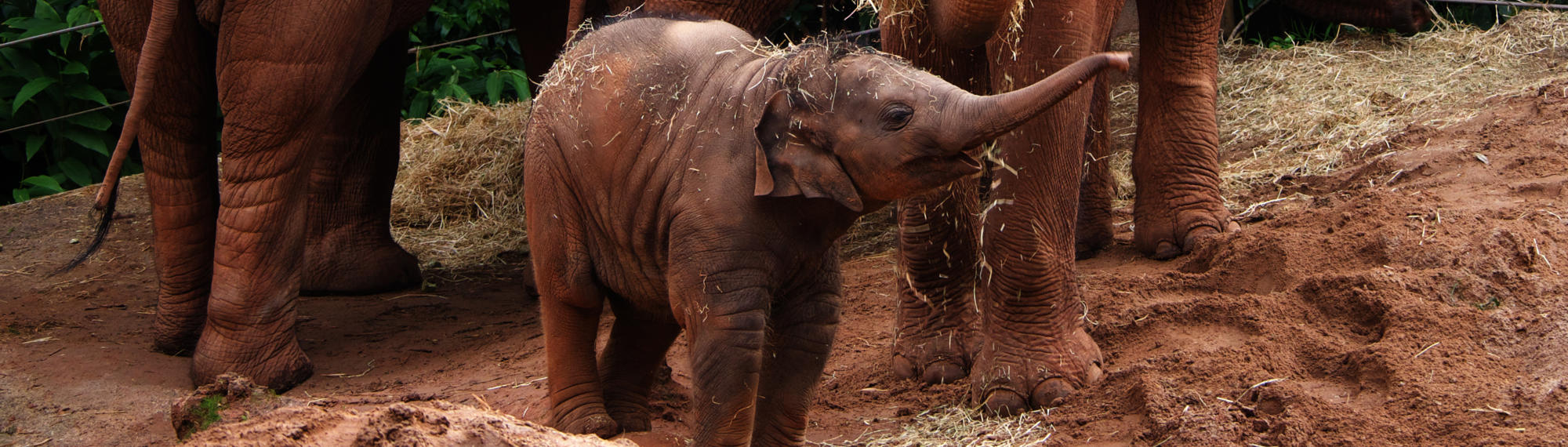 A young Asian Elephant calf is standing on red dirt, with it's trunk high in the air.