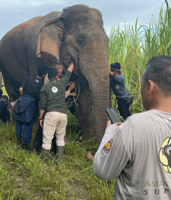 A group of people inspect a large elephant in grasslands