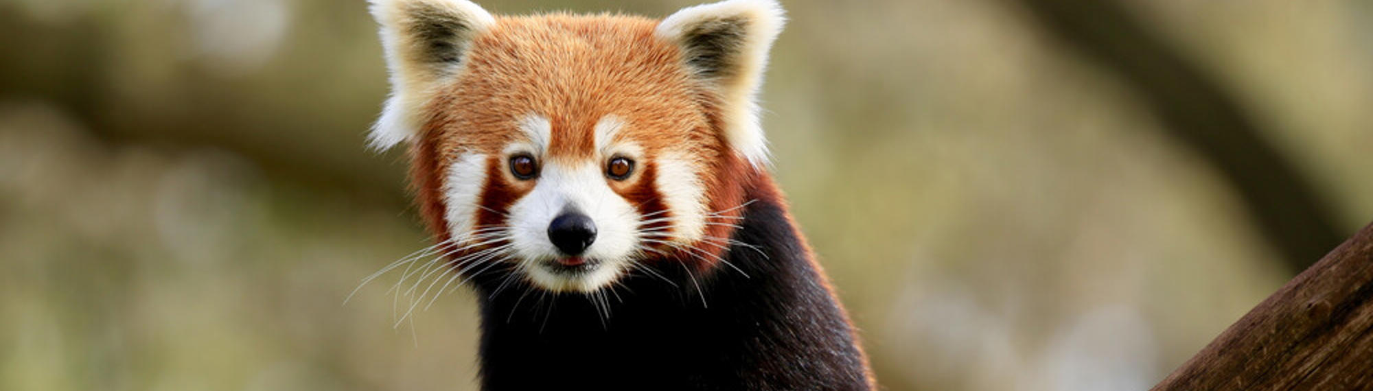 A Red Panda, sitting on a tree branch, with tongue poking out.