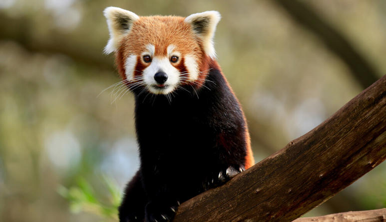 A Red Panda, sitting on a tree branch, with tongue poking out.