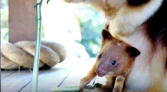 A Tree-Kangaroo joey, poking out of mum's pouch and holding a celery stalk, while mum eats her own celery.