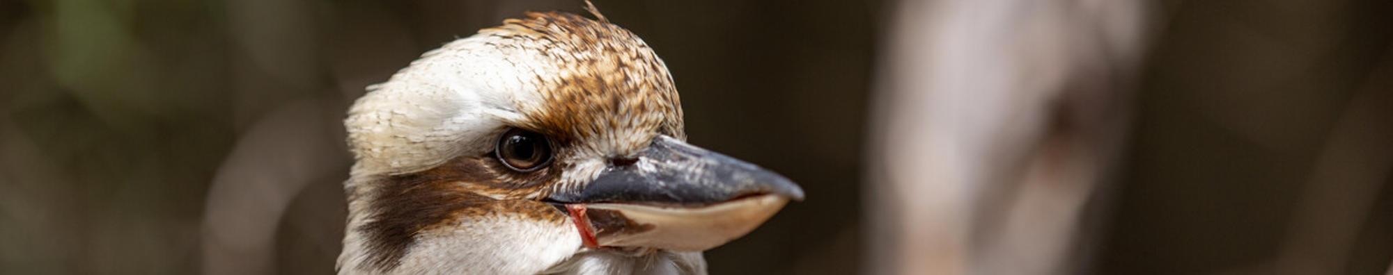 Kookaburra sitting on a branch, looking toward the right of frame.