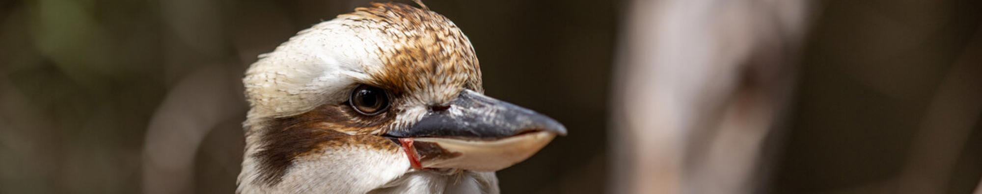 Kookaburra sitting on a branch, looking toward the right of frame.