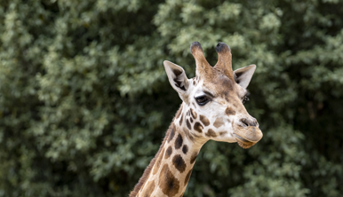 A Giraffe, with a long neck, brown spots, and dark eyes, looking right into the distance.