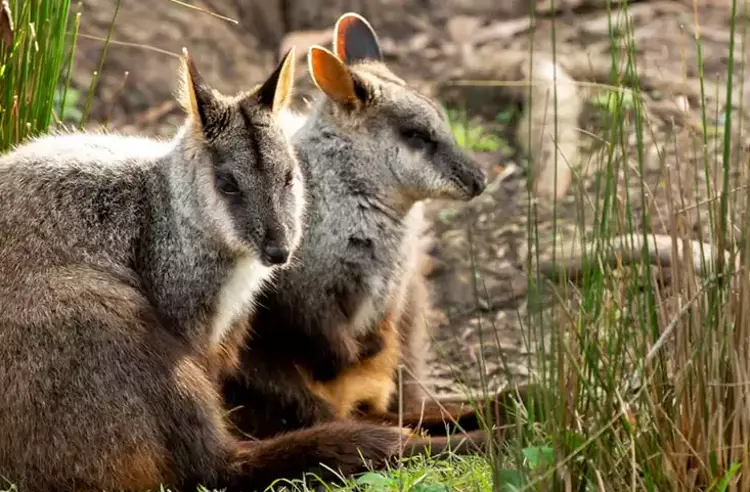 Two Brush-Tailed Rock Wallabies sitting together. They are leaning against a shrub. 