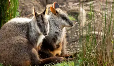 Two Brush-tailed Rock Wallabies sitting together, leaning against a shrub.