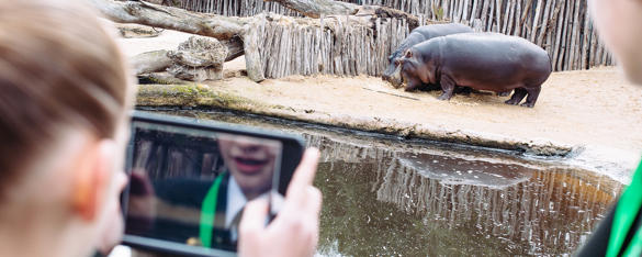 A view from behind of two school students looking at two hippos, one is taking a photo on a phone