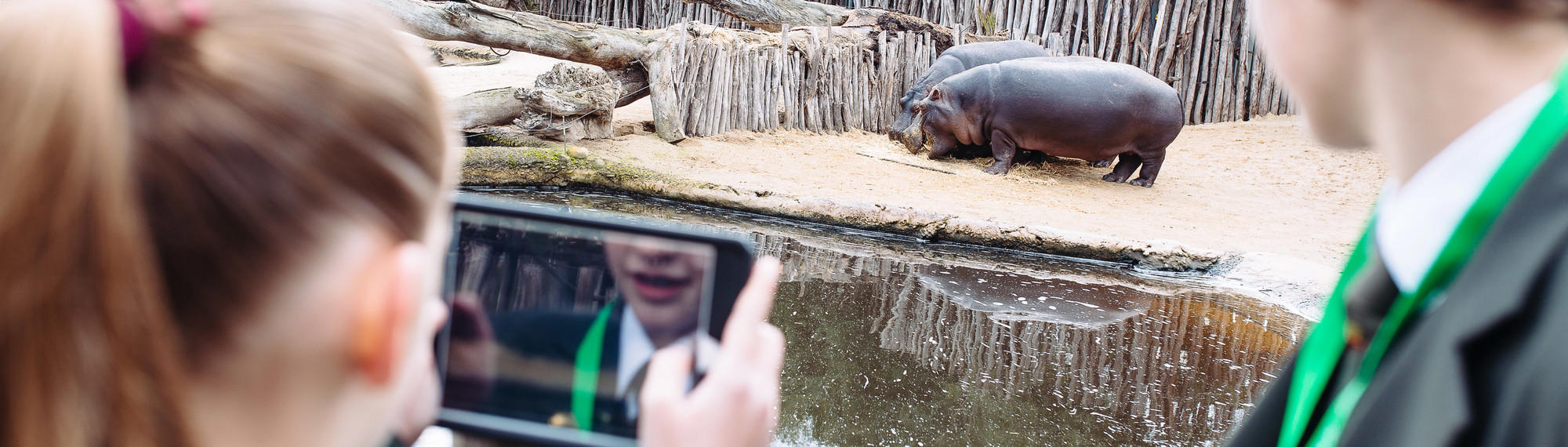 A view from behind of two school students looking at two hippos, one is taking a photo on a phone