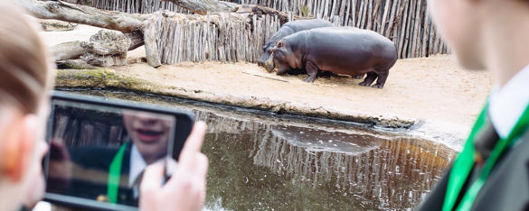 A view from behind two school students looking at two Hippos, with one taking a photo on her tablet.