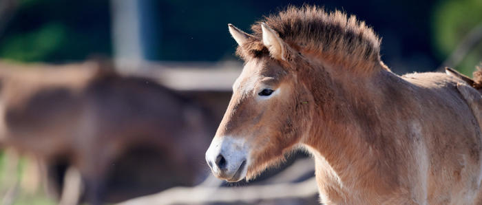 Asian Wild Horse Standing On The Savannah 