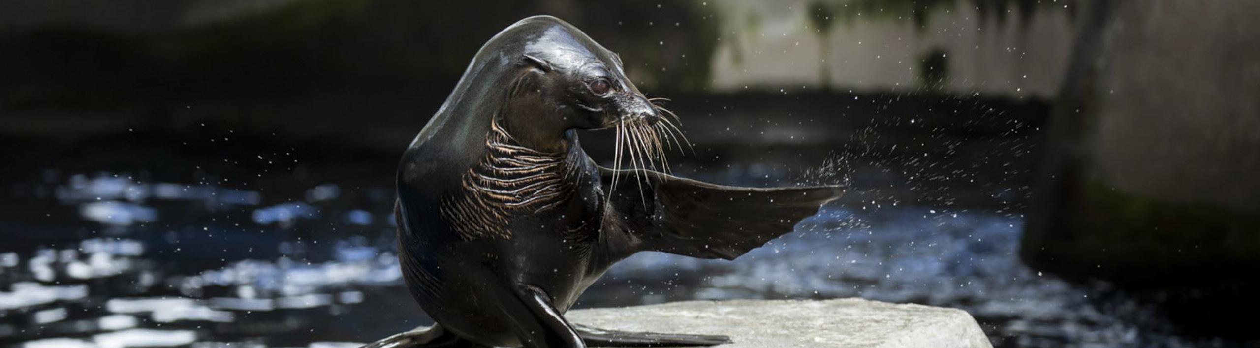Fur Seal waving while on top of a rock in the Seal Pool.