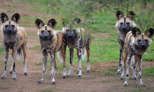 African Wild Dogs - all five brothers looking at camera at Werribee Open Range Zoo