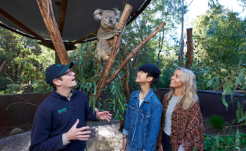 Two visitors looking at a koala up close with a keeper.
