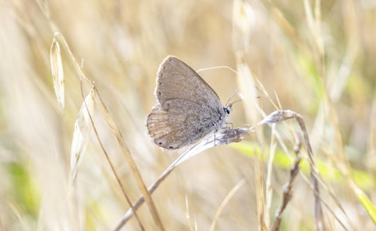 Close-up of Golden-rayed Blue Butterfly, perched on a blade of dry grass, facing right.