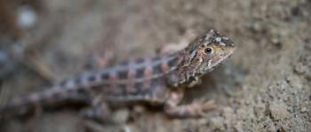 A Grassland Earless Dragon on a rocky surface, the head is in focus and the body is out of focus