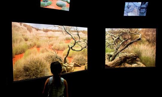 A young visitor at The Reptile House, looking inside a desert habitat.