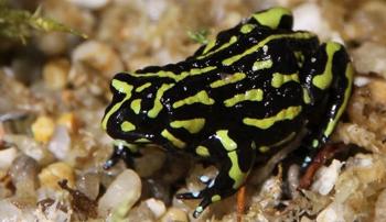 A black and yellow frog sitting on small wet pebbles