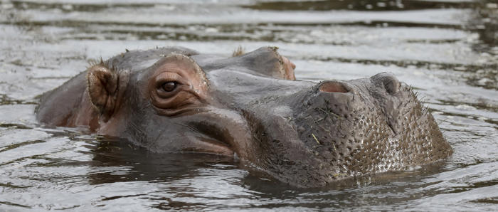 Hippopotamus Head 