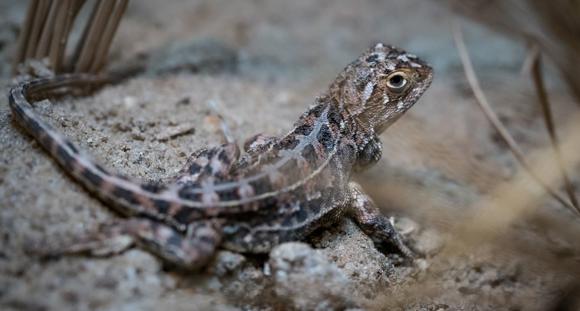 Grassland Earless Dragon lizard side view looking over its right shoulder at the camera.