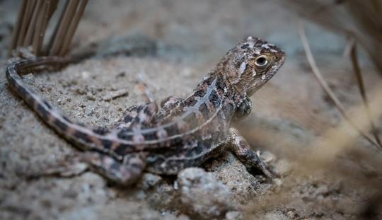 Grassland Earless Dragon lizard side view looking over its right shoulder at the camera.