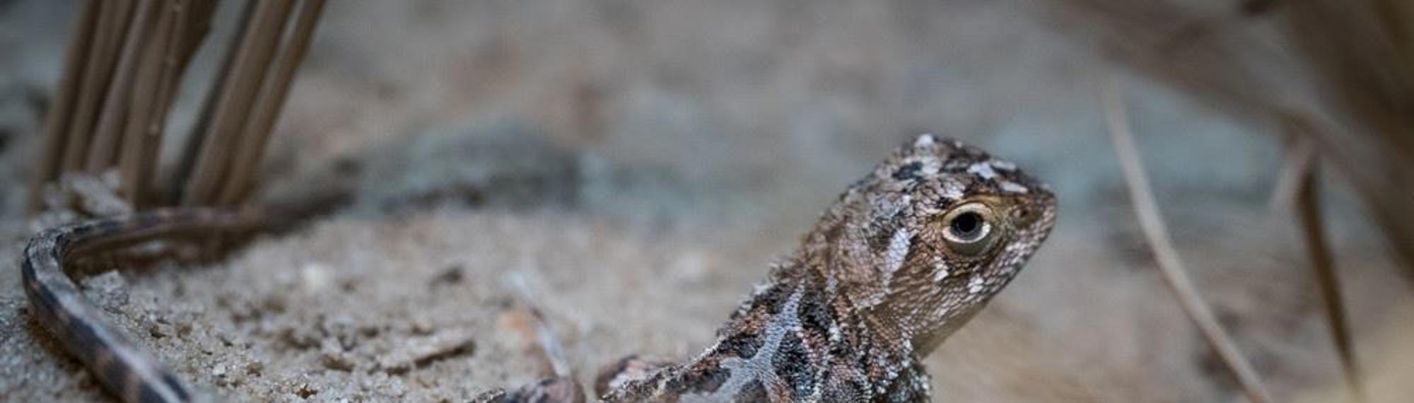 Grassland Earless Dragon side view, looking over the right shoulder to the camera.