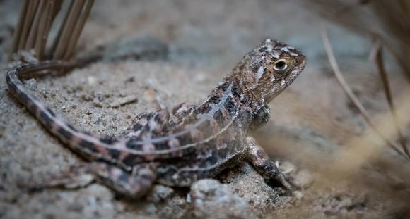 Grassland Earless Dragon side view, looking over the right shoulder to the camera.