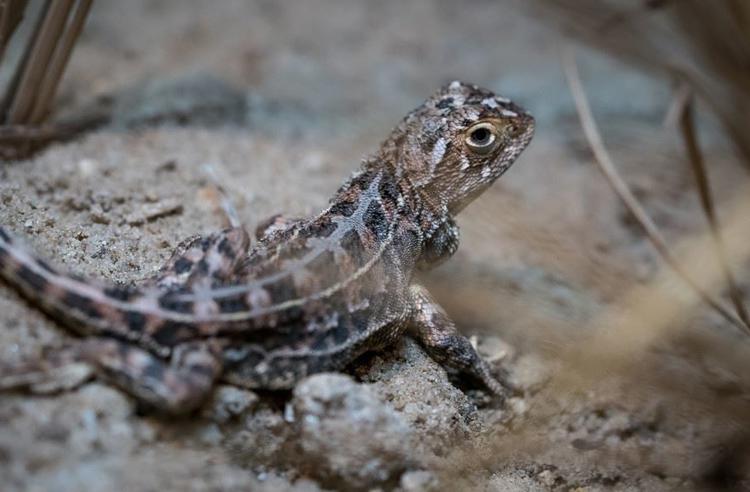 Grassland Earless Dragon side view, looking over the right shoulder to the camera.