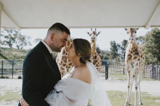 A bridge and groom embracing and looking at each other. Three giraffes can be seen in the immediate background.