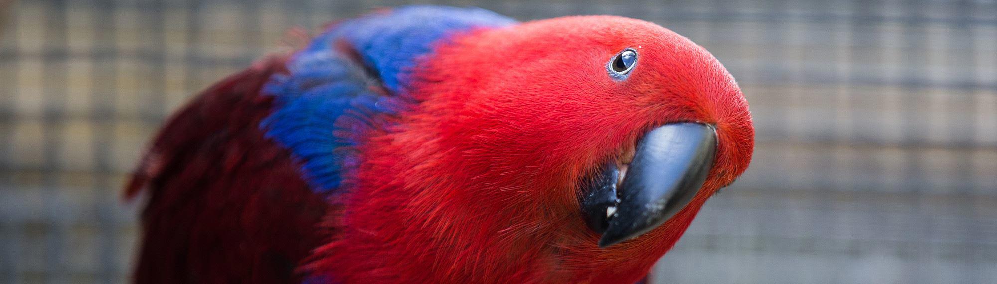 Female Eclectus Parrot Pinaroo, looking at the camera with her head tilted left.