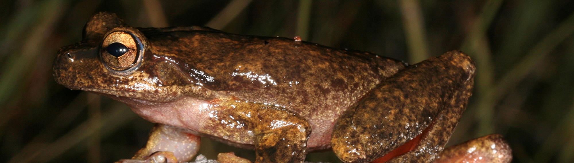Close up side view of a large Watson's (Brown Tree) Frog gripping a stick and facing left; mottled with different shades of brown and golden eyes.